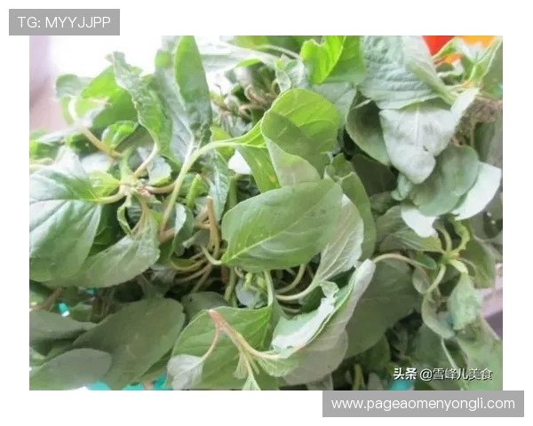 304am永利集最新优惠政策与注册流程详解助力新手快速上手